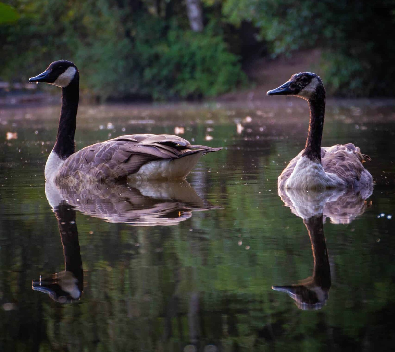 Geese flying in formation